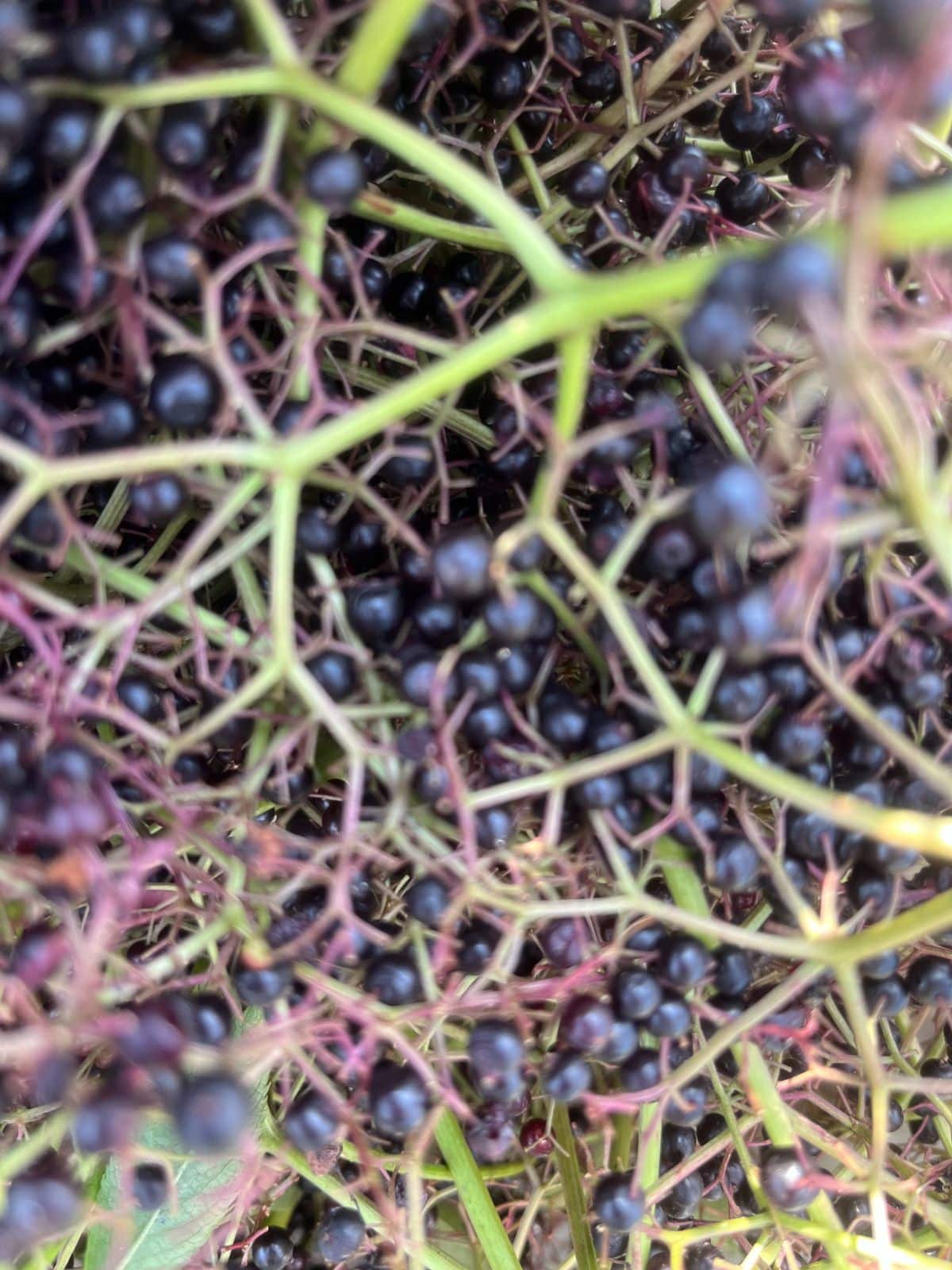 Clusters of fresh picked elderberries