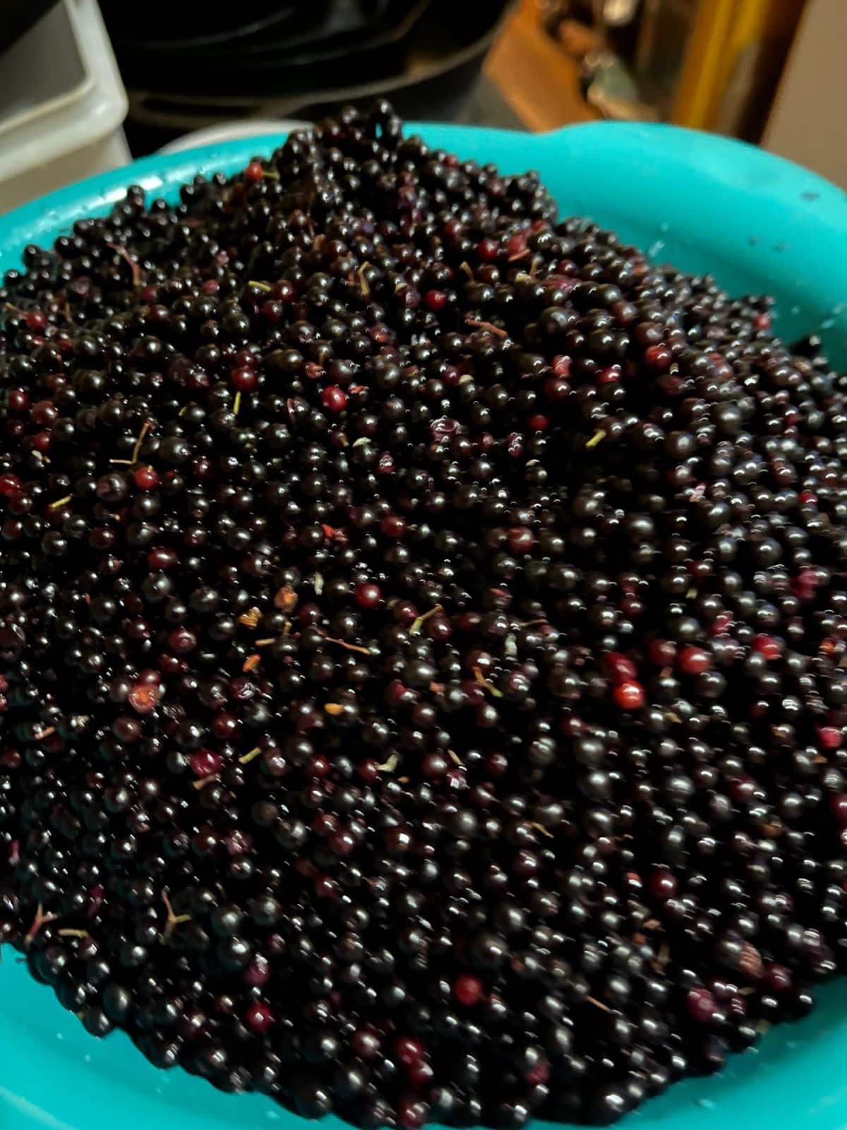 A colander filled with cleaned elderberries