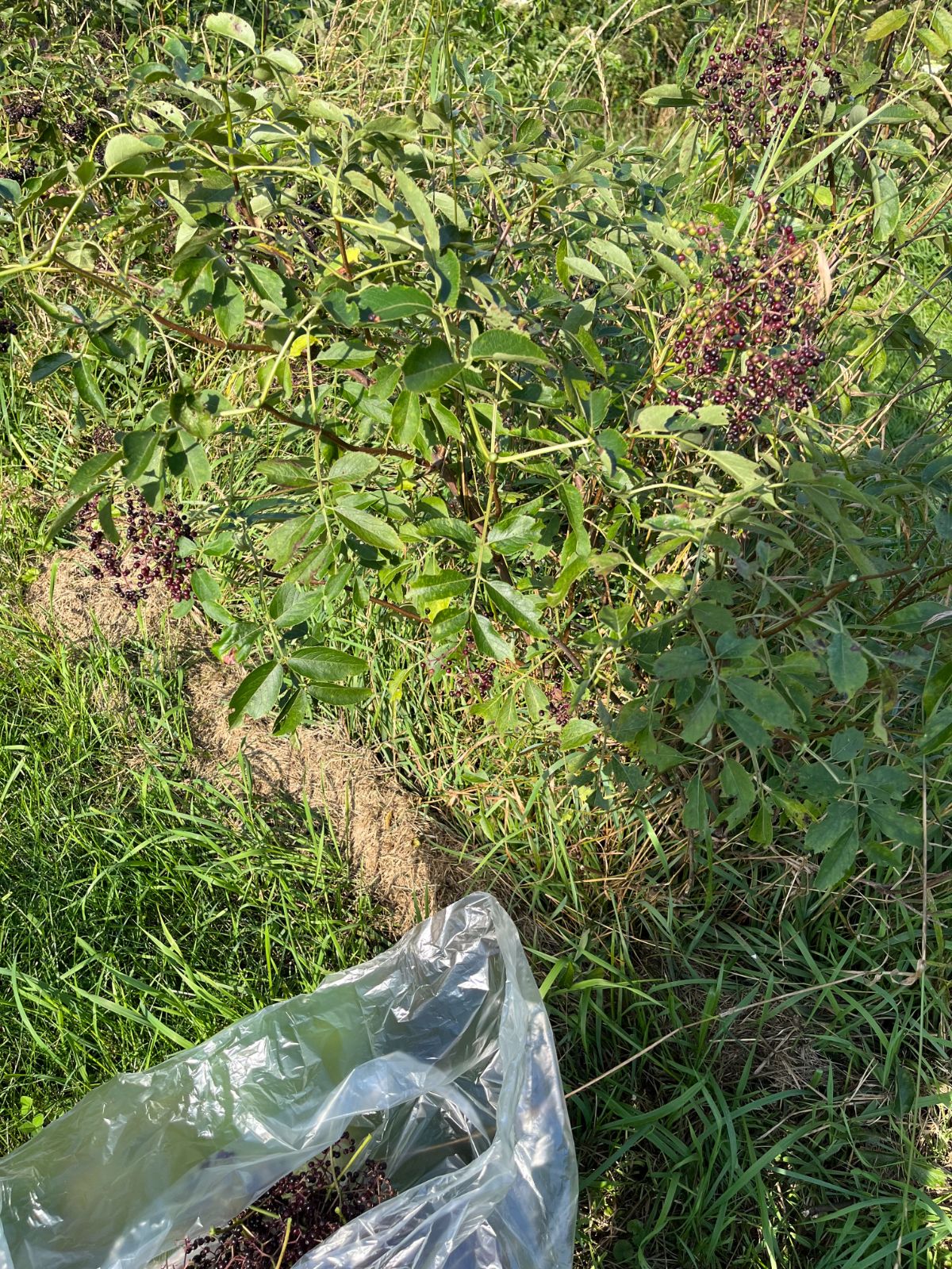 A bag of ripe elderberries