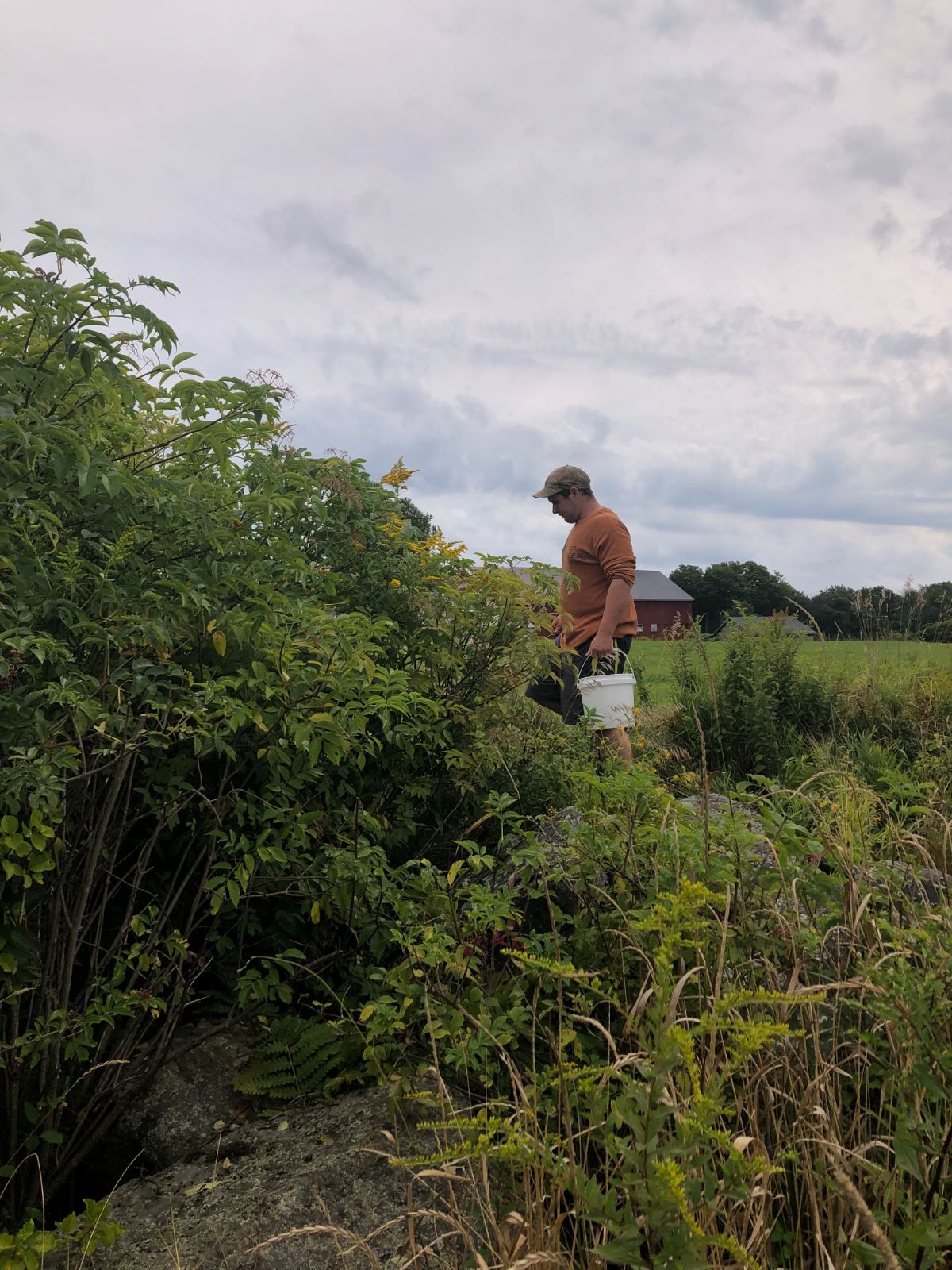 A man forages for wild elderberries in a field