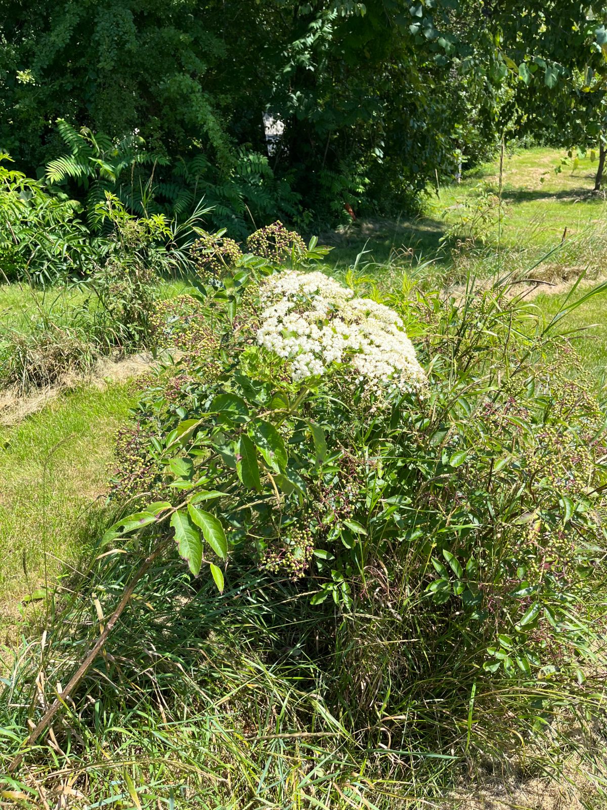 An elderberry bush in bloom