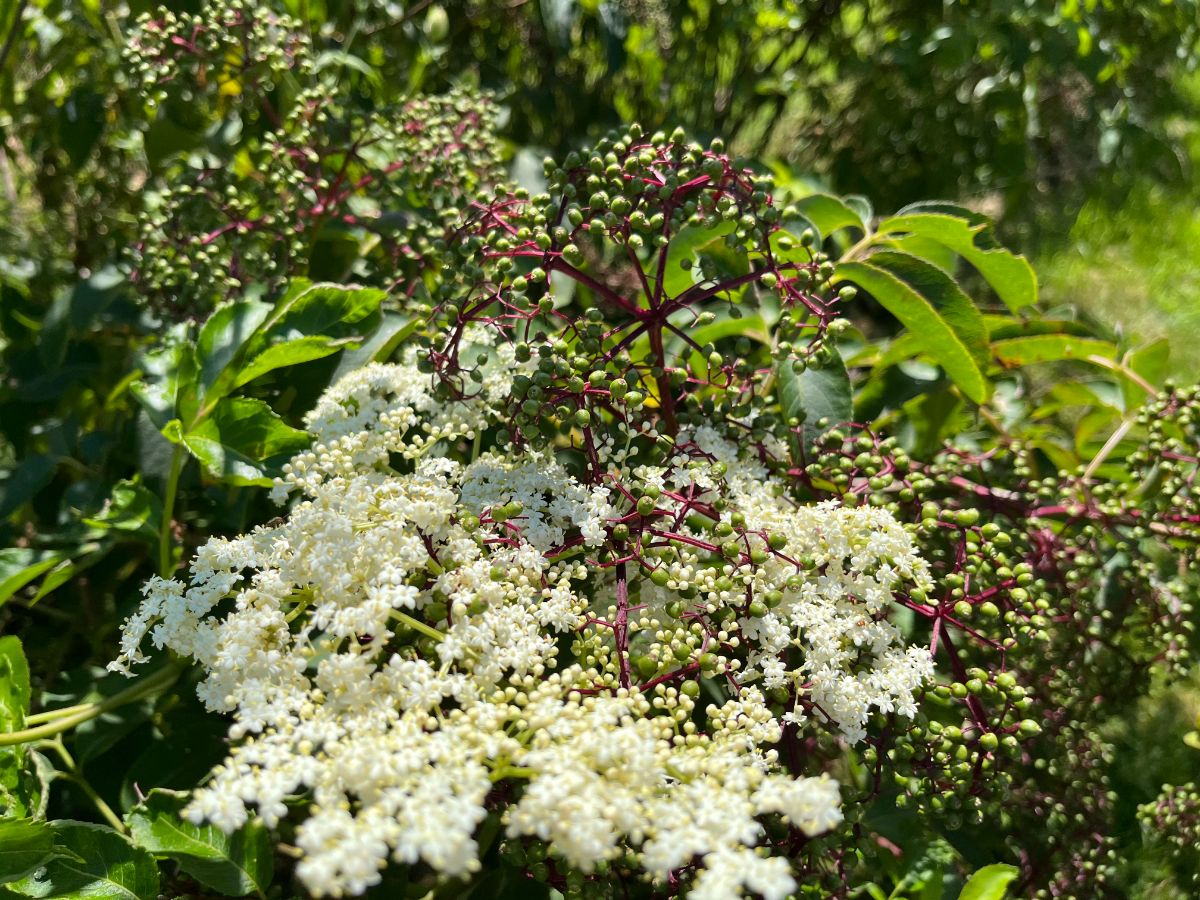 An elderberry bush with elderflowers and young berries