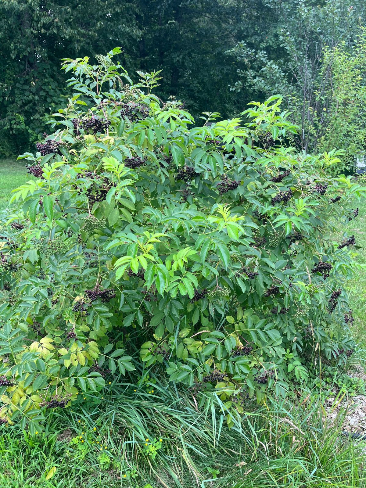 A nice native elderberry bush