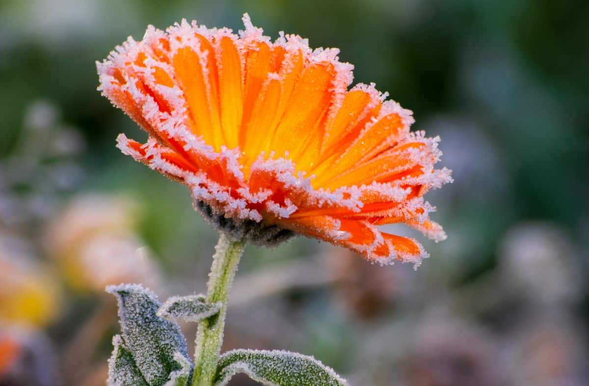 Frost on an orange flower blossom
