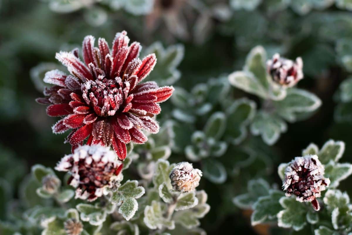 Frost on hardy mums