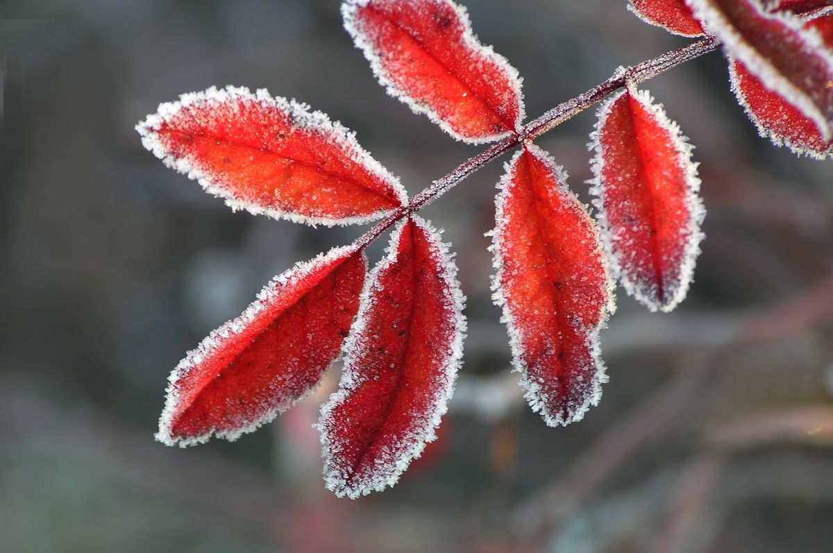 Frost on a plant with orange foliage
