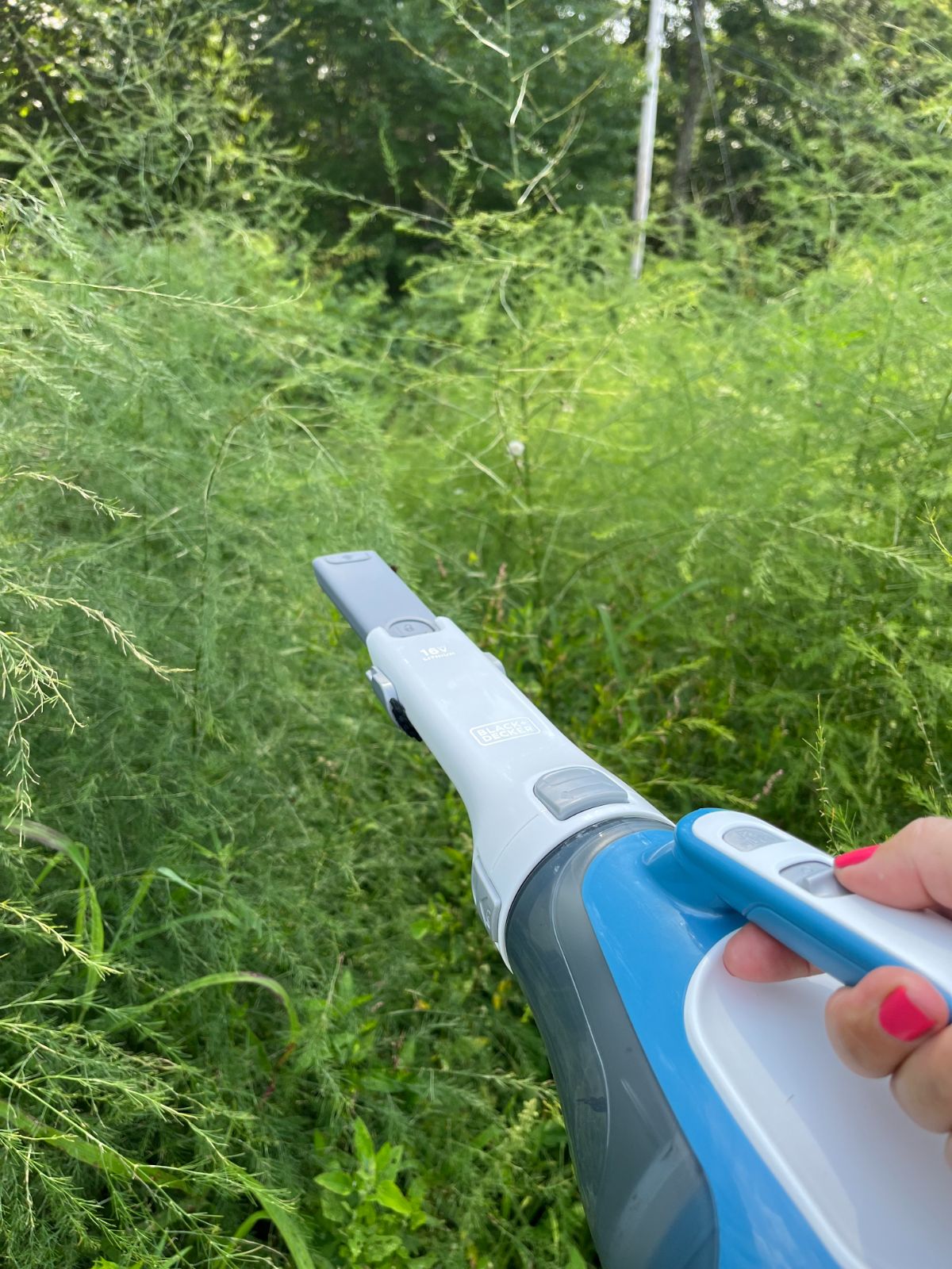 A woman holds a handheld vacuum up to beetles on an asparagus plant