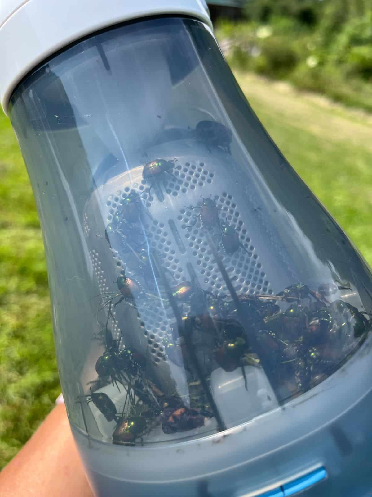 Japanese beetles collected in a handheld vacuum