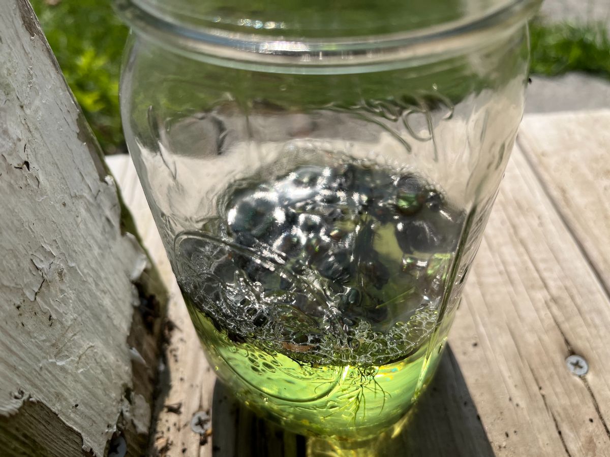 A collection of dead insects removed from a garden