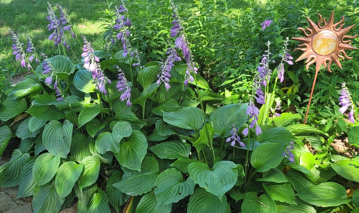 Hostas blooming in fall