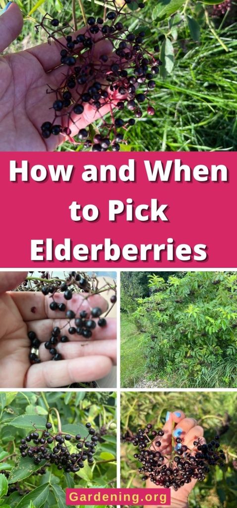 How and When to Pick Elderberries pinterest image.