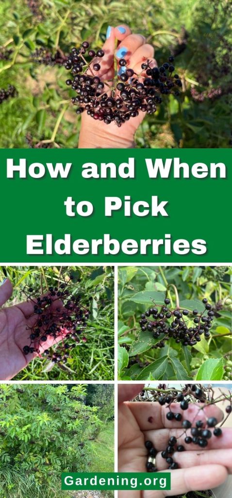 How and When to Pick Elderberries pinterest image.