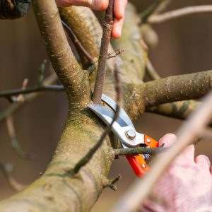 A man with shears pruning a tree.