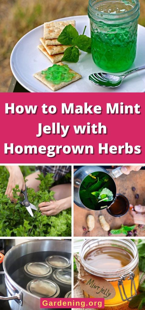 How to Make Mint Jelly with Homegrown Herbs pinterest image.