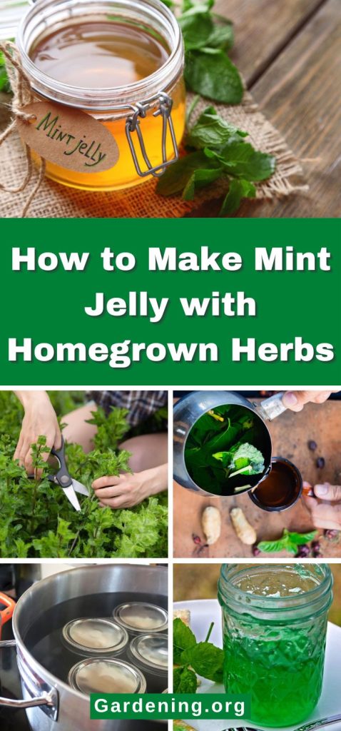 How to Make Mint Jelly with Homegrown Herbs pinterest image.