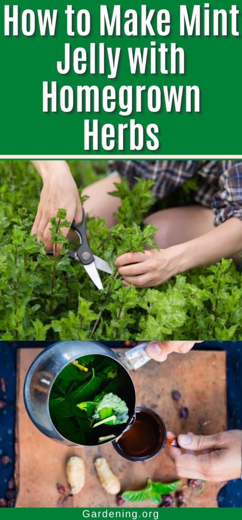 How to Make Mint Jelly with Homegrown Herbs pinterest image.