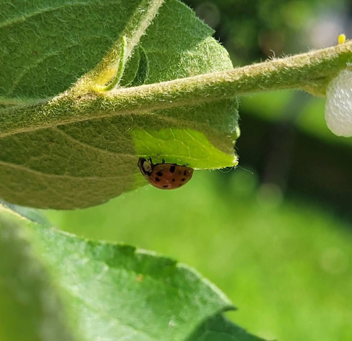 A ladybug eating aphids on an apple tree