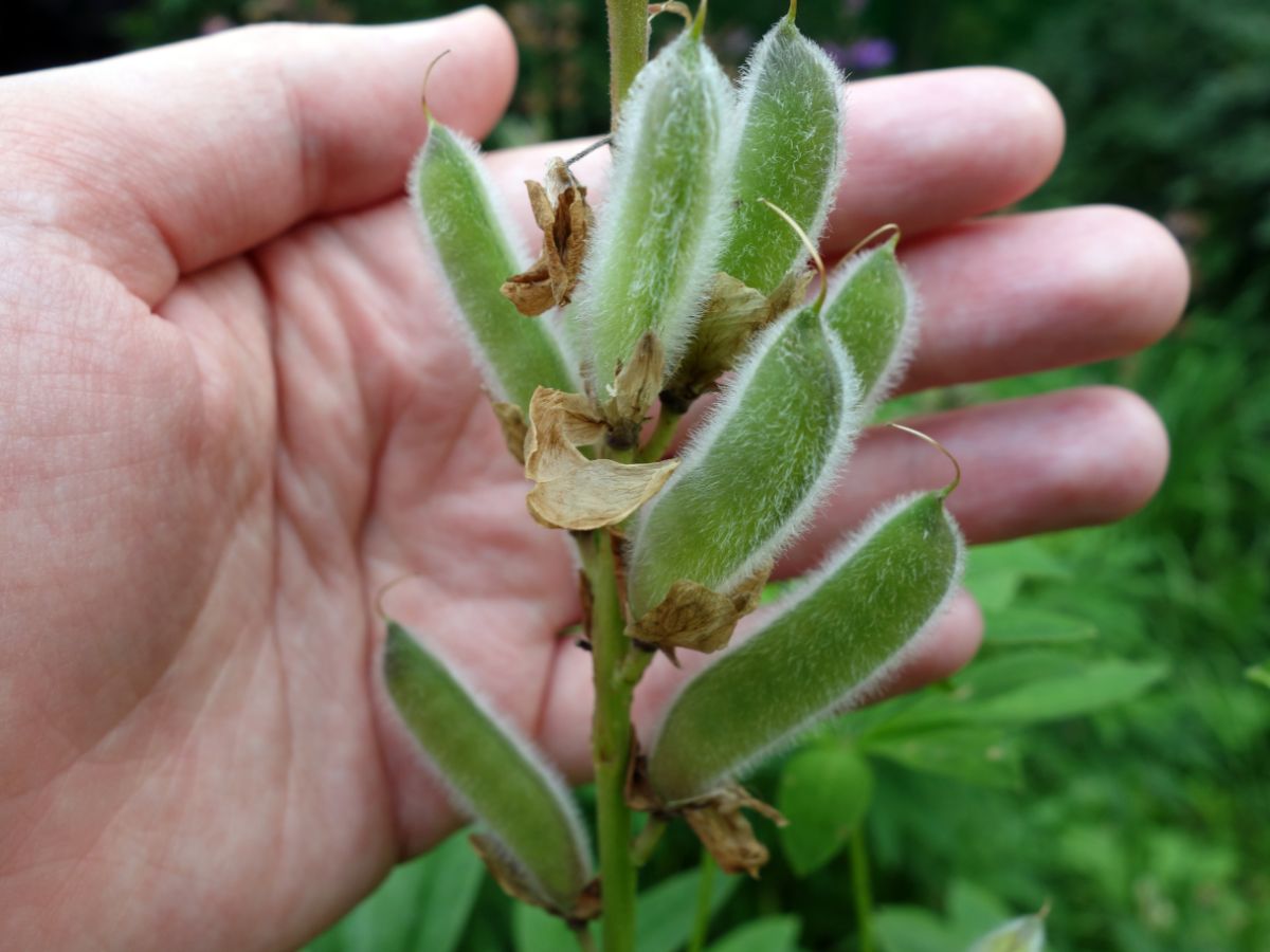Green seed pods on a flowering plant