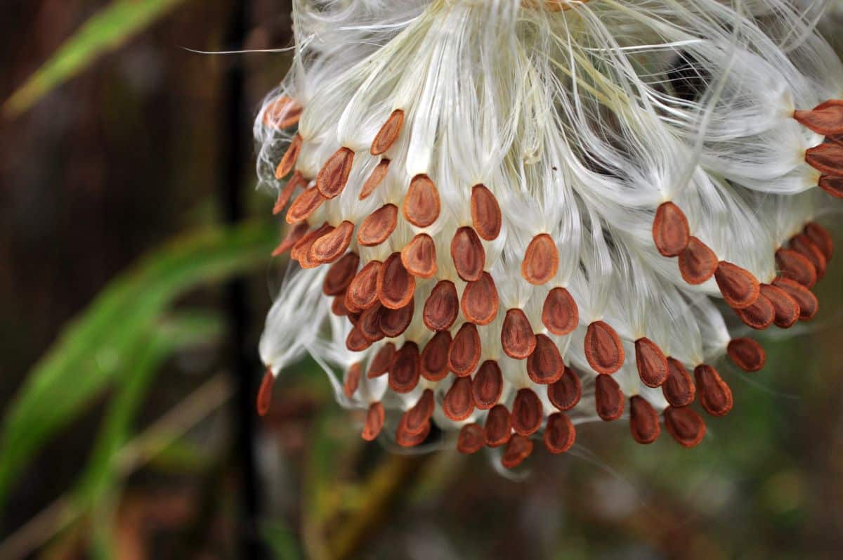 Seeds on a flower ready to collect