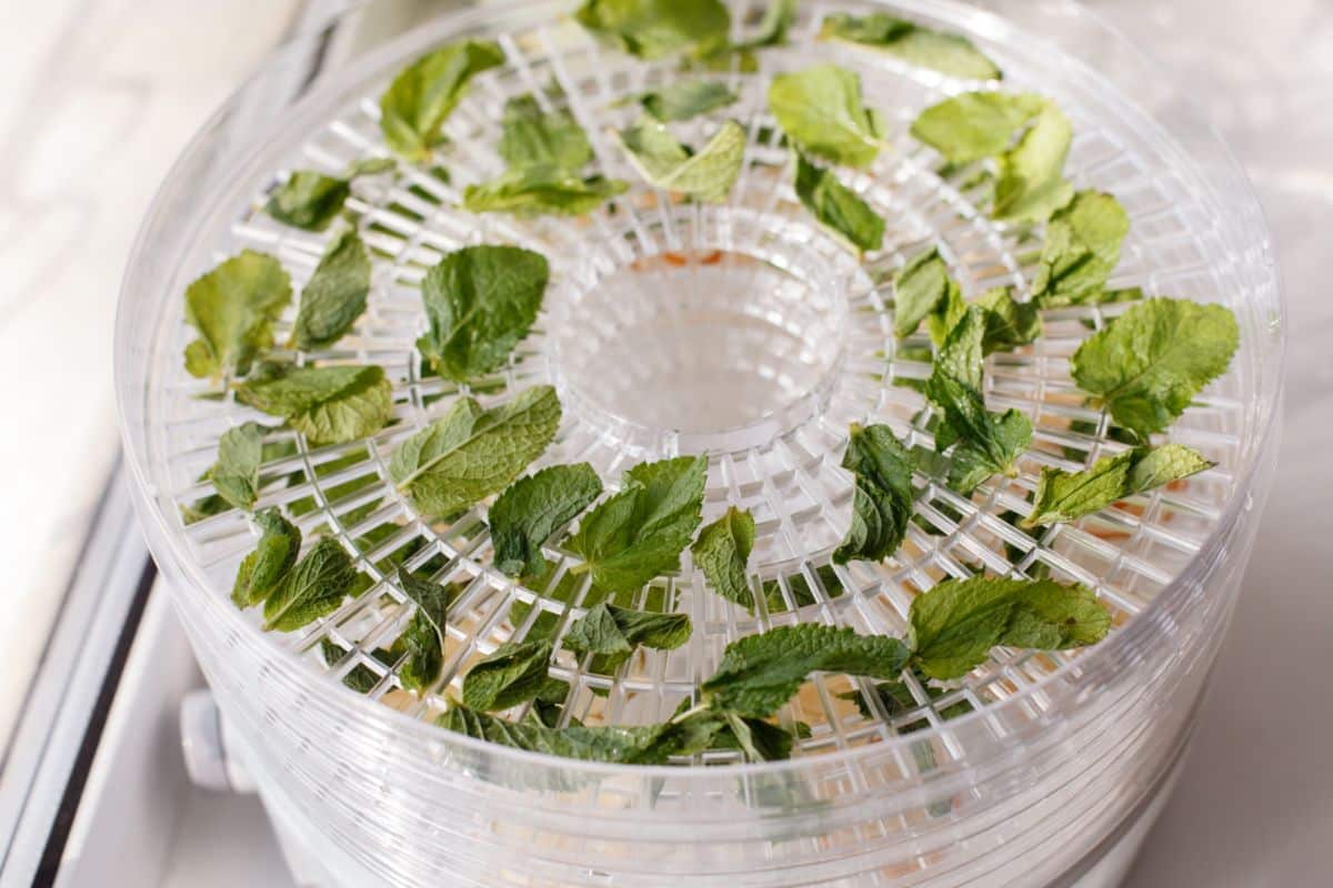 herbs dried in a round dehydrator