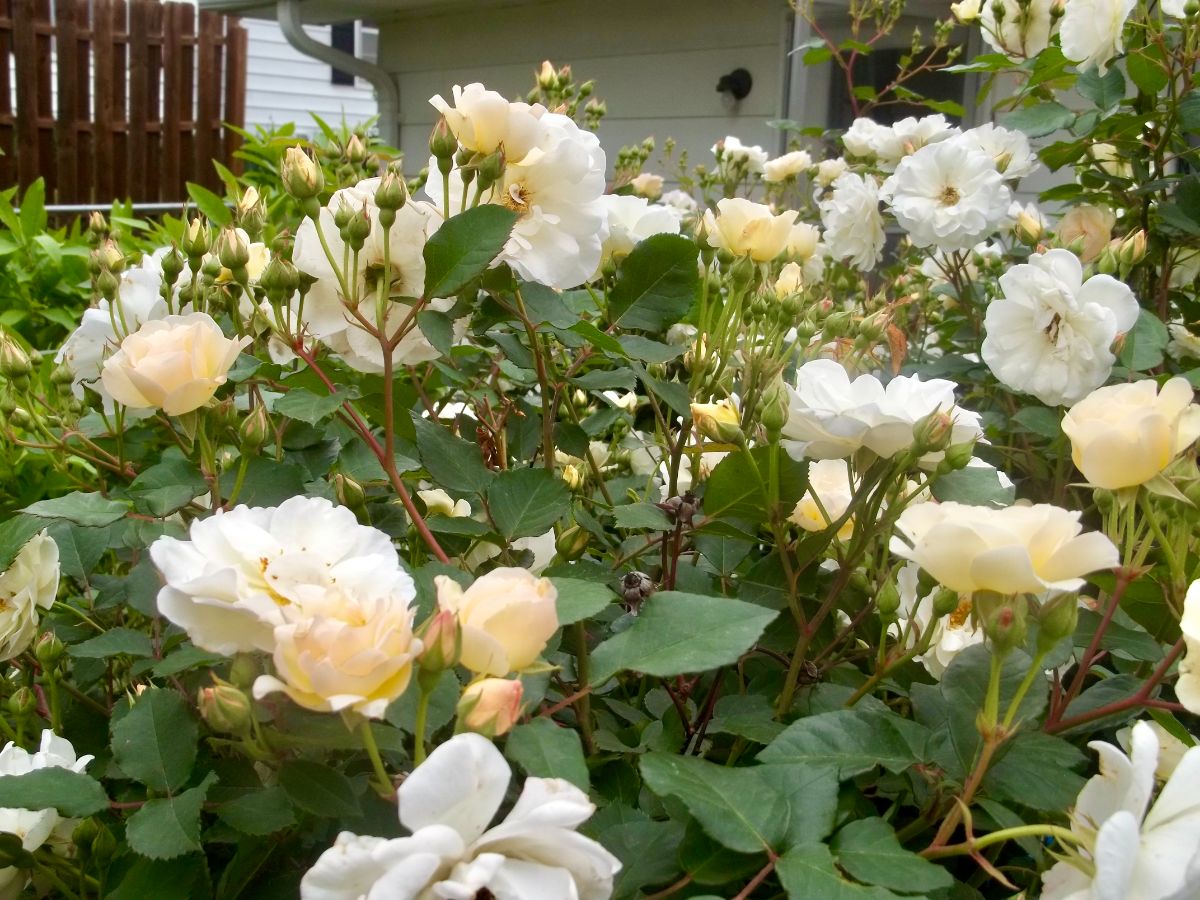 Roses with blooms boosted by alfalfa meal