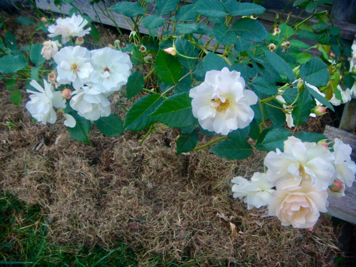 Penelope rose with a layer of mulch.