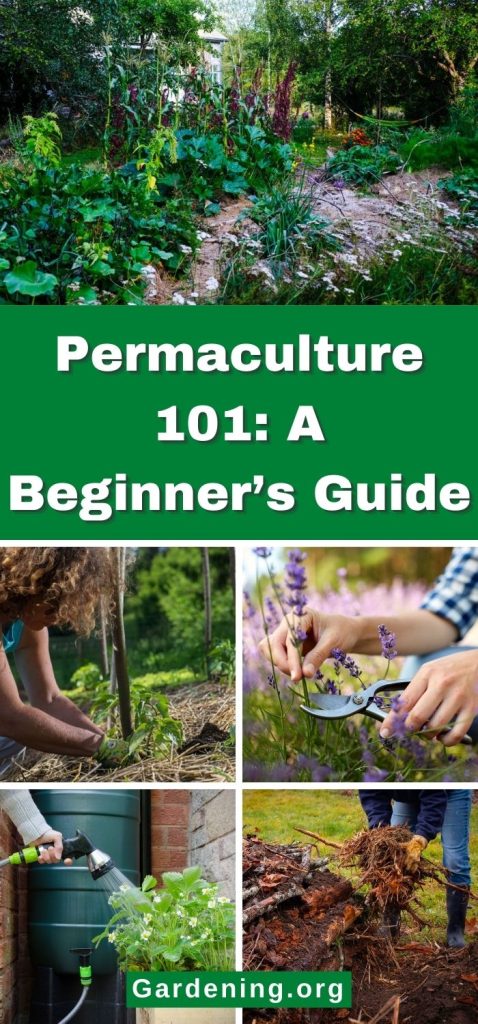 Permaculture 101: A Beginner’s Guide pinterest image.