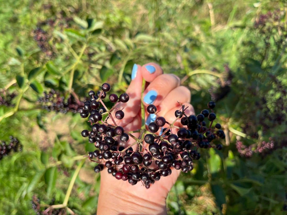 A woman holds a cluster of ripe elderberries in her hand