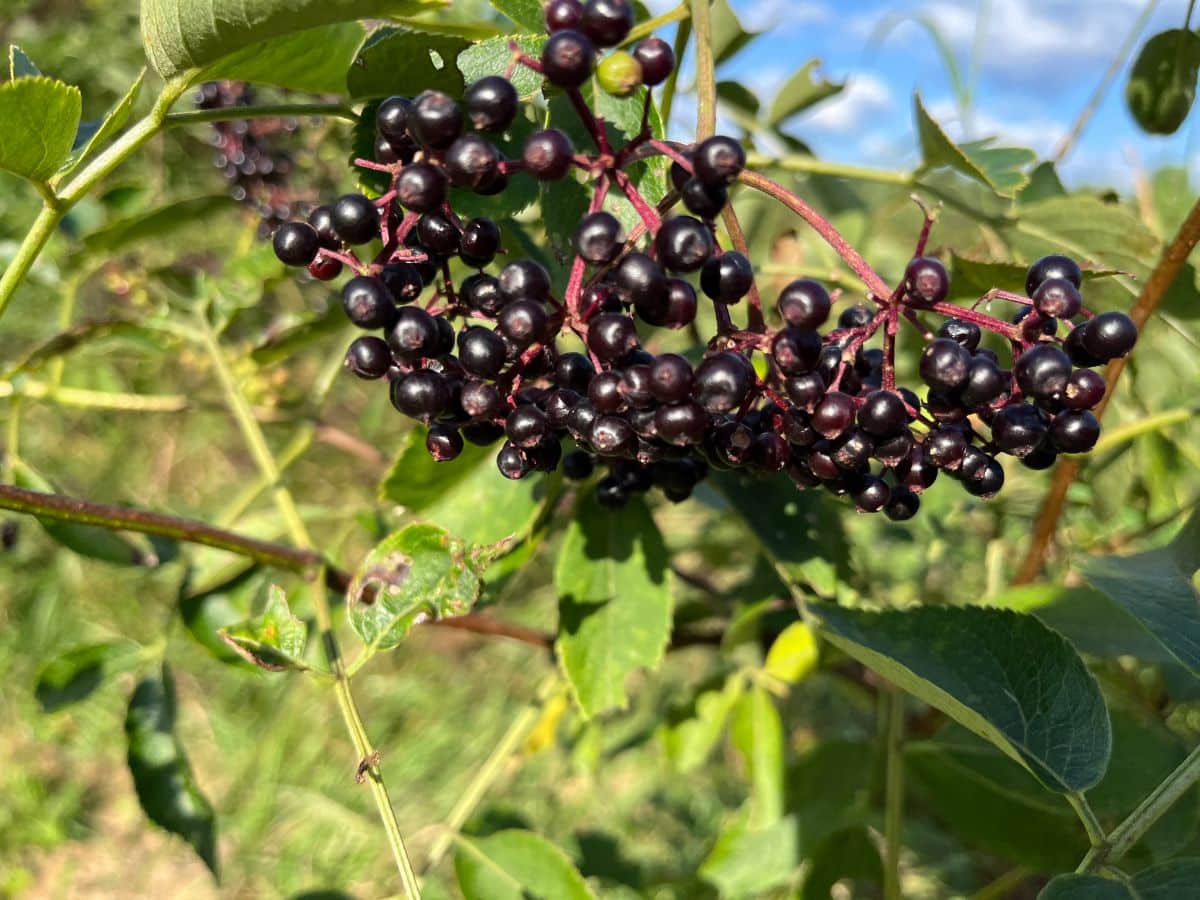 Ripe, heavy purple black elderberries