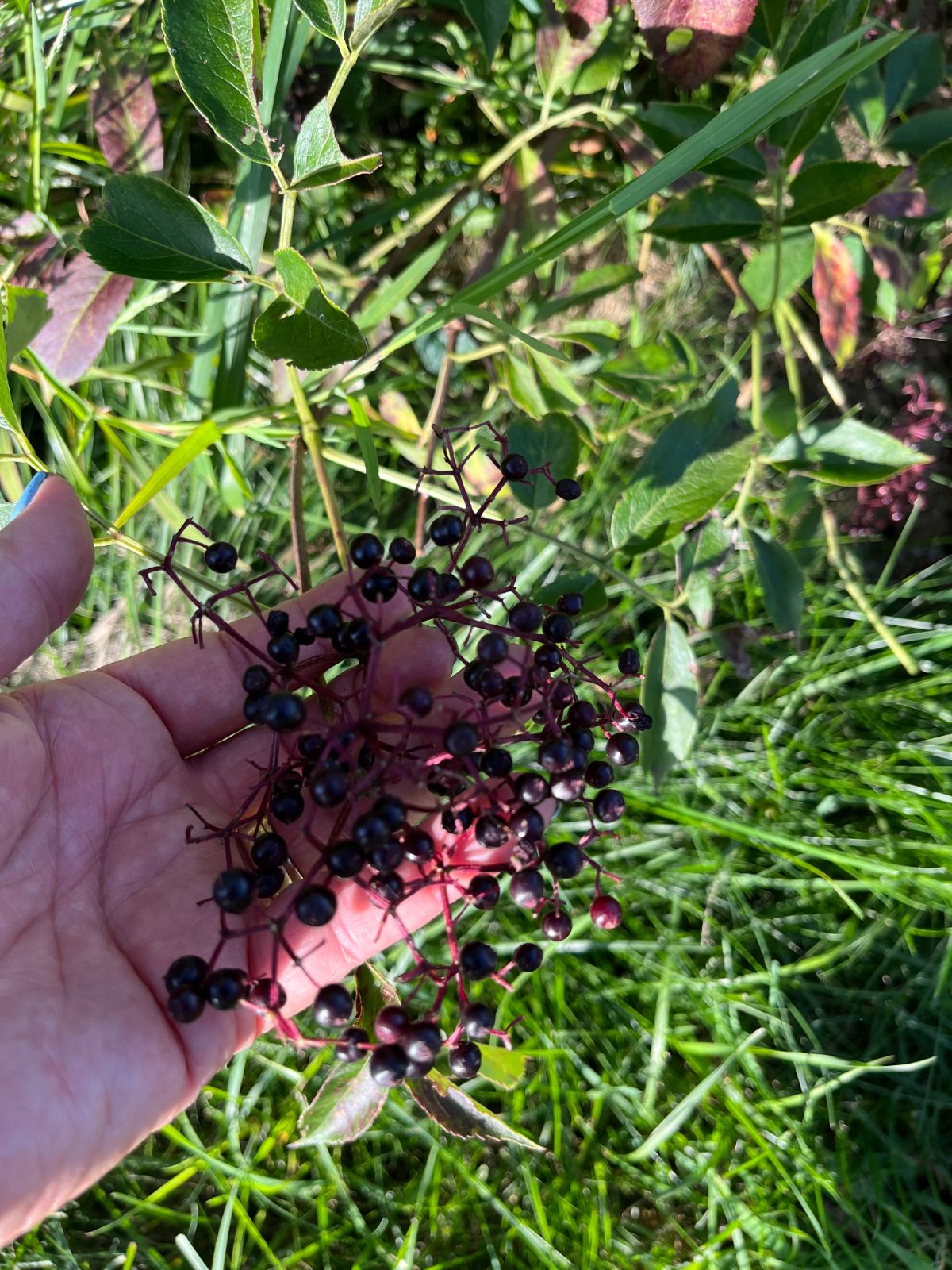 Elderberries on a bush ready to be picked