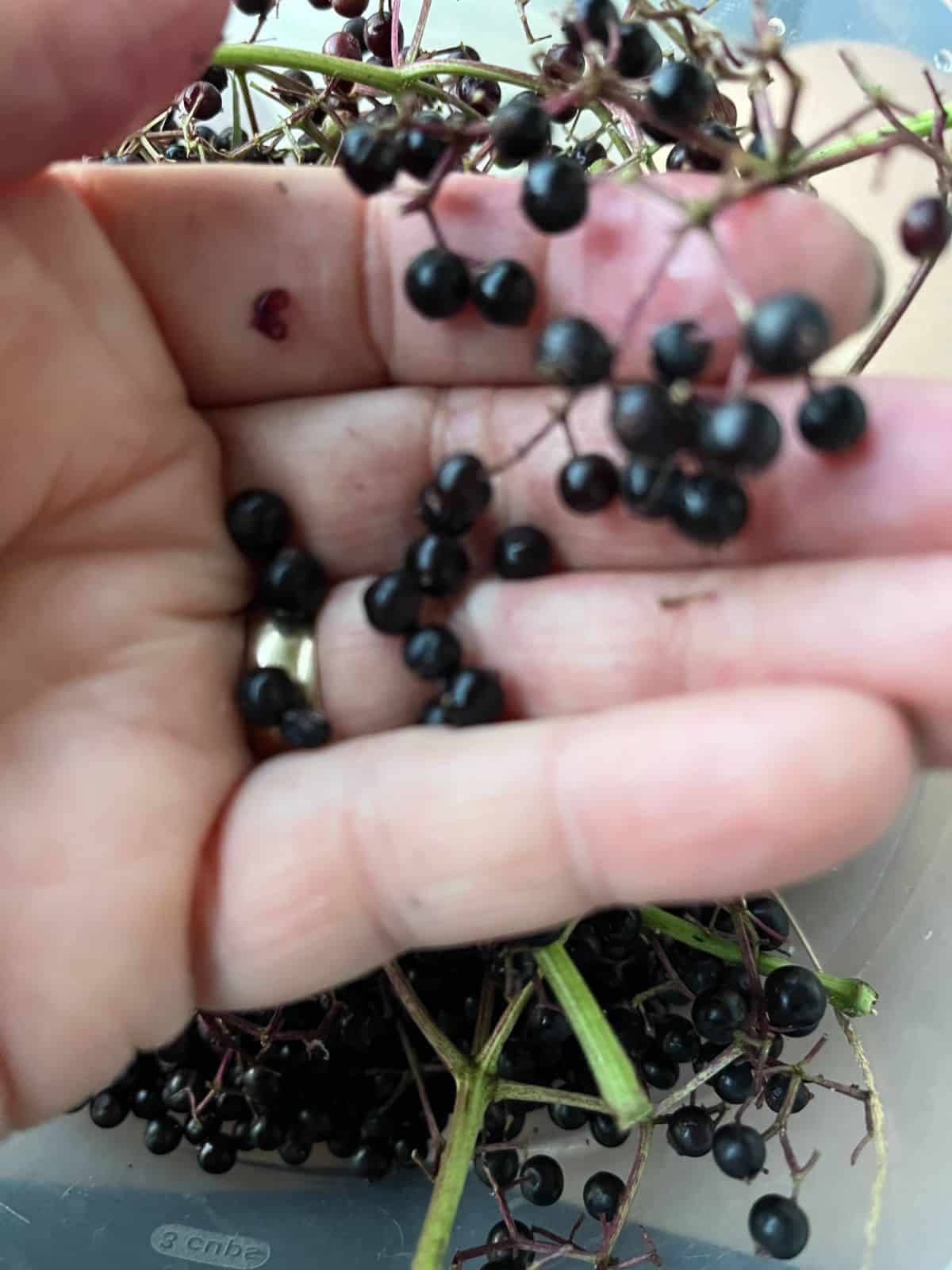 A woman destemming elderberries by hand