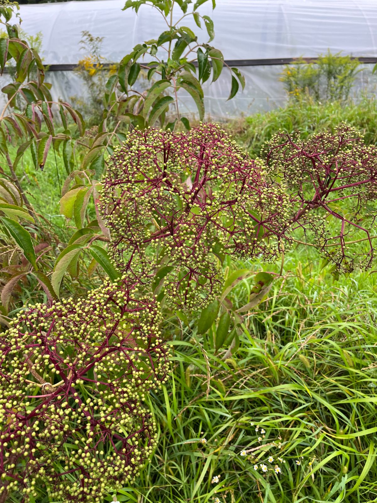 Young, unripe elderberries getting ready to start ripening