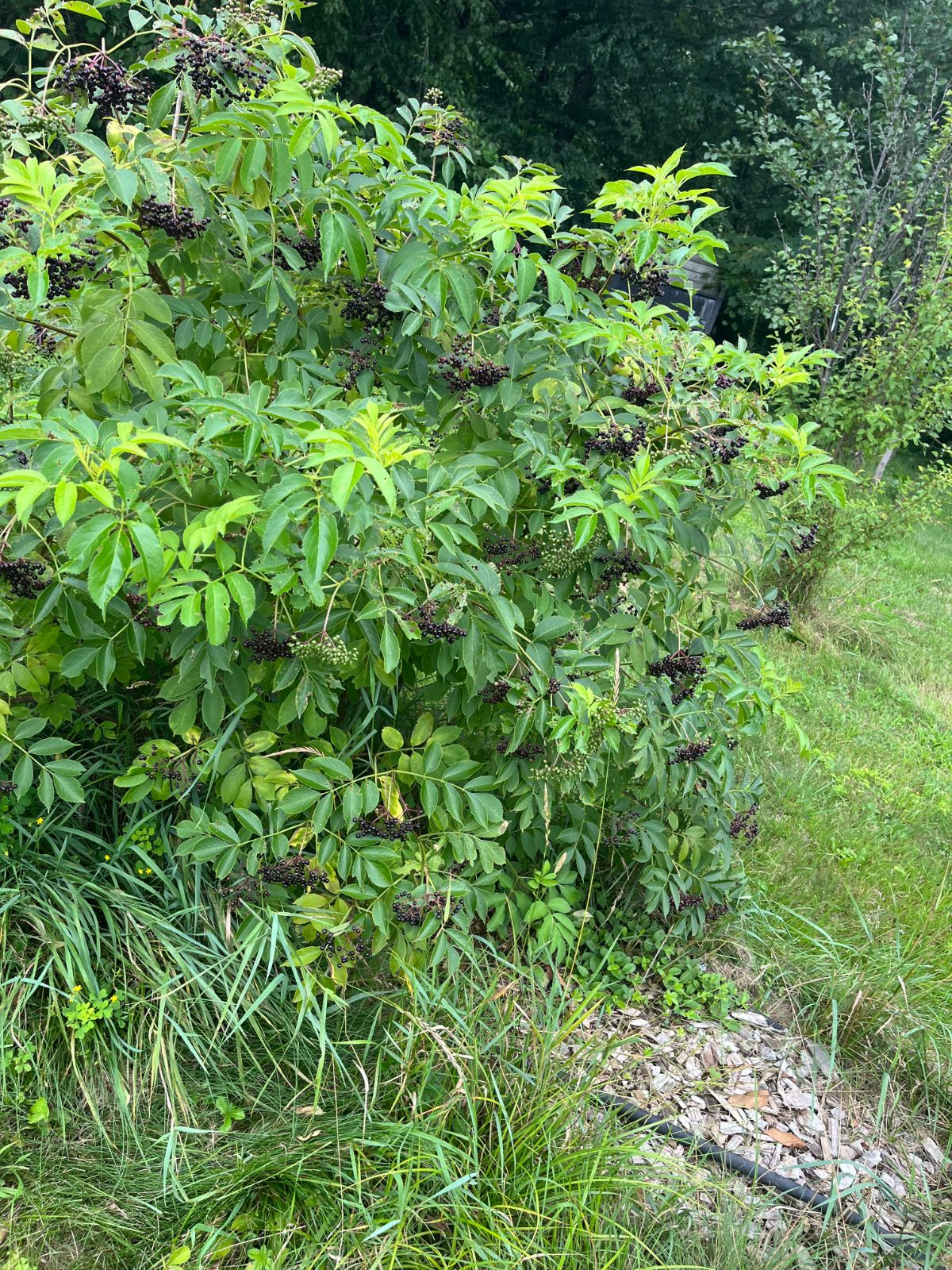 An elderberry bush with berries in different stages of ripening