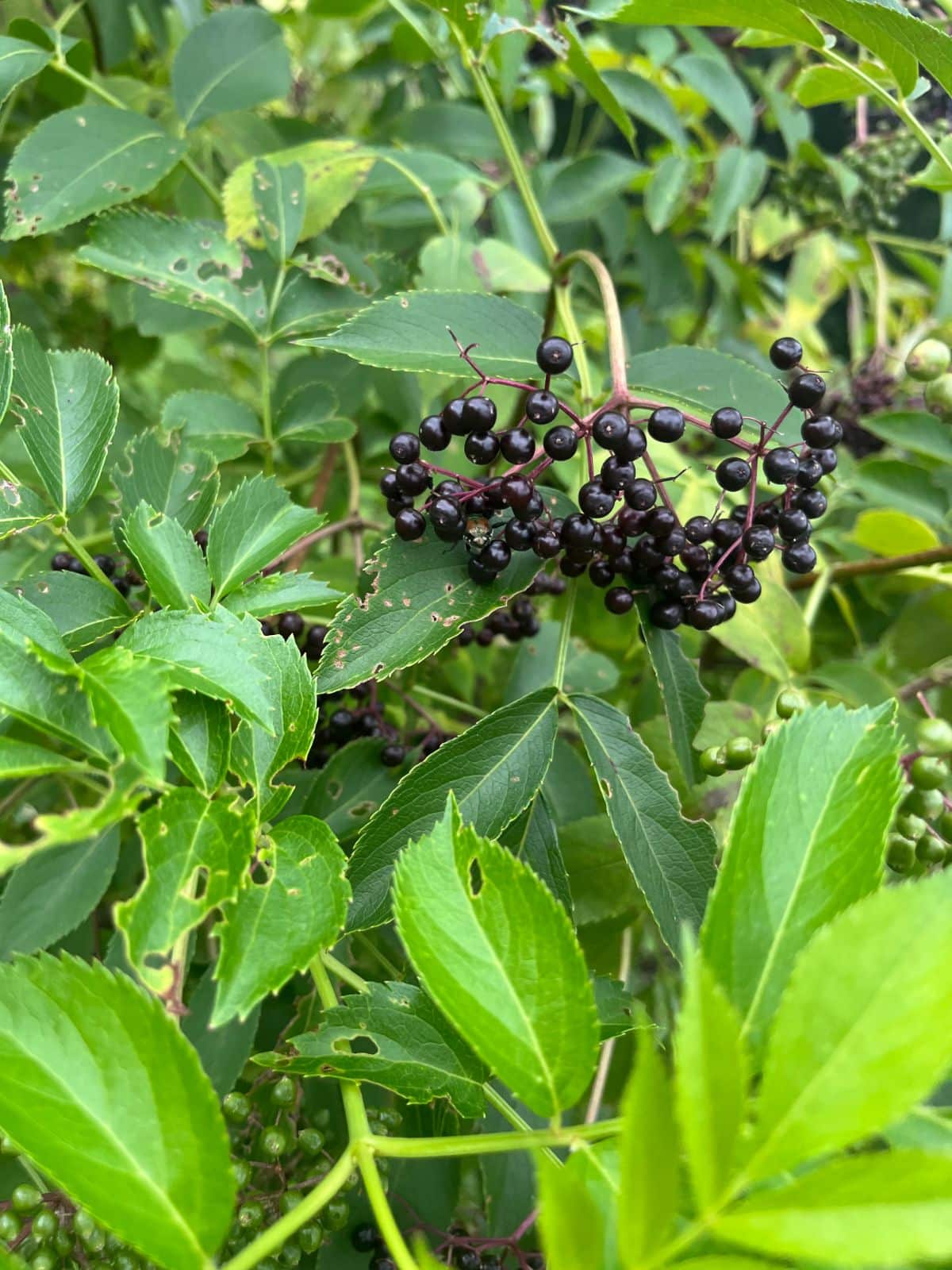 A cluster of nice, ripe, heavy elderberries