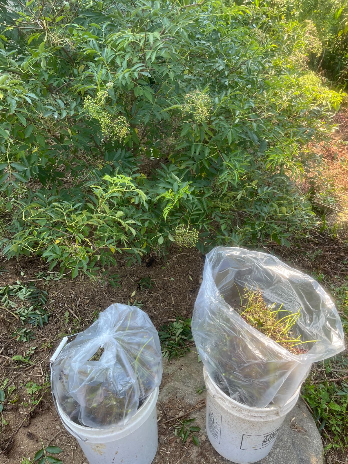 Two five gallon pails filled with fresh picked elderberries