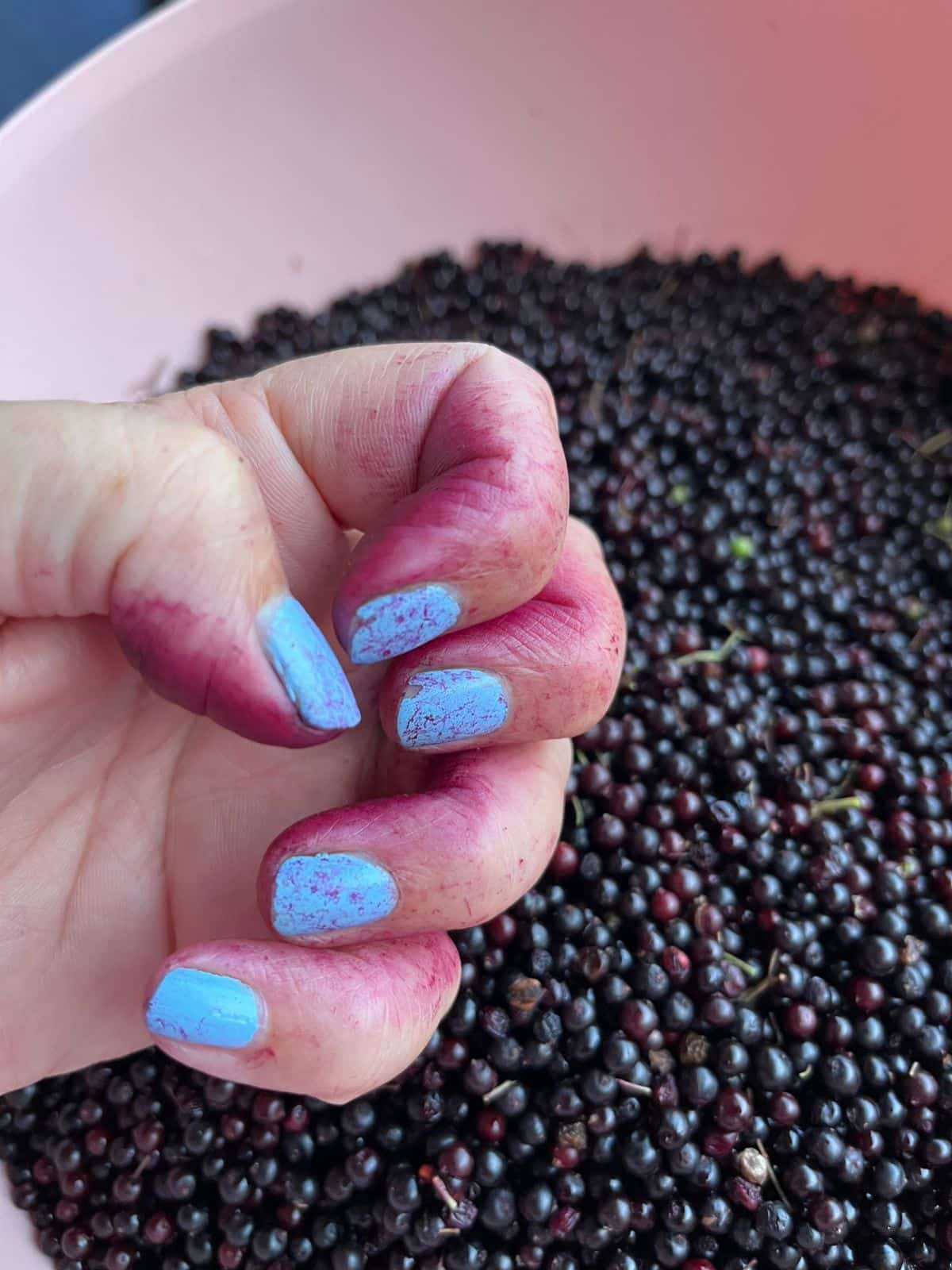 Hands stained purple from destemming elderberries