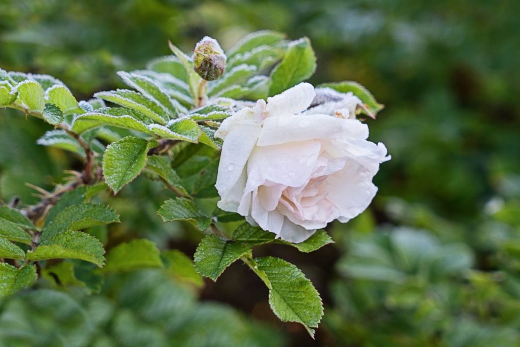 Preparing Roses for Winter: A Comprehensive Guide - Gardening