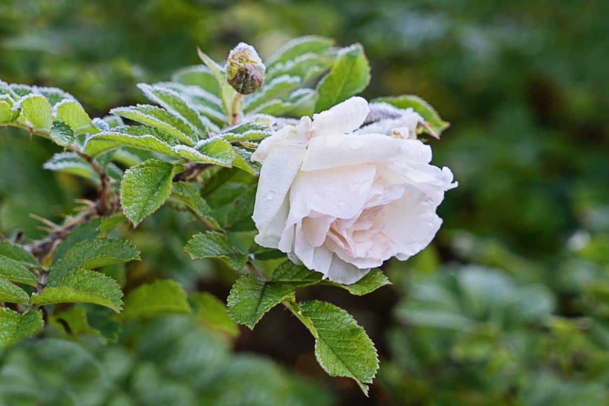 A rose rimed with hoarfrost