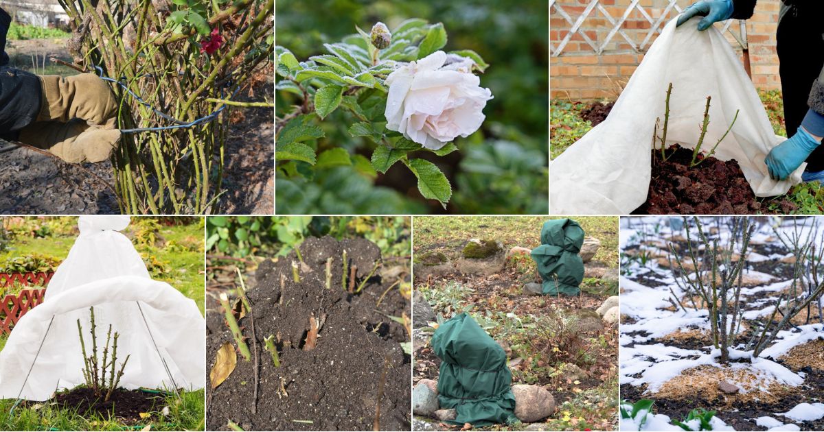 Preparing Roses for Winter: A Comprehensive Guide - Gardening