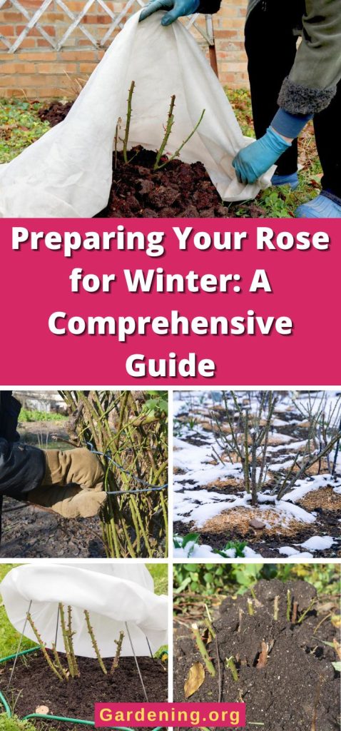 Preparing Your Rose for Winter: A Comprehensive Guide pinterest image.