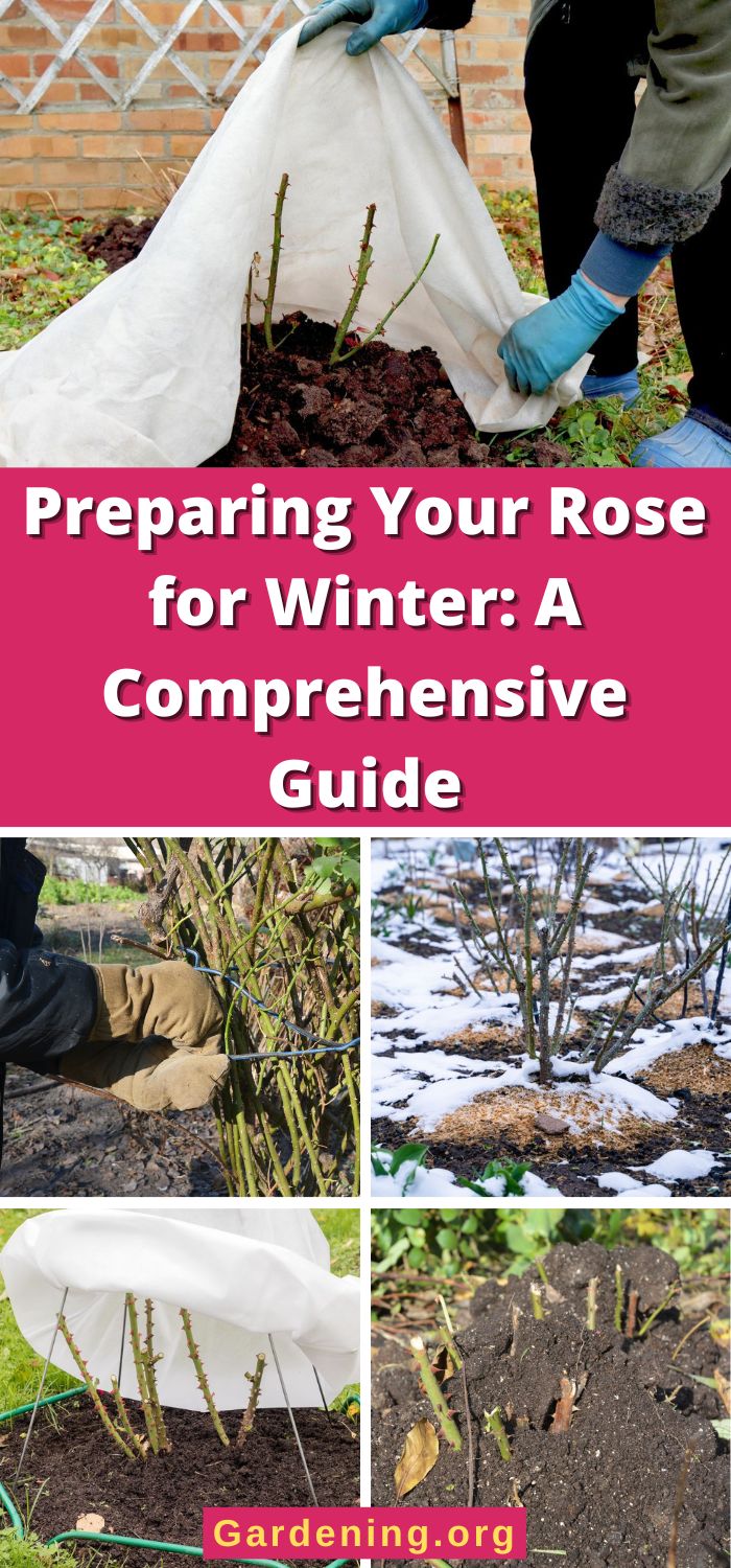 Preparing Roses for Winter: A Comprehensive Guide - Gardening