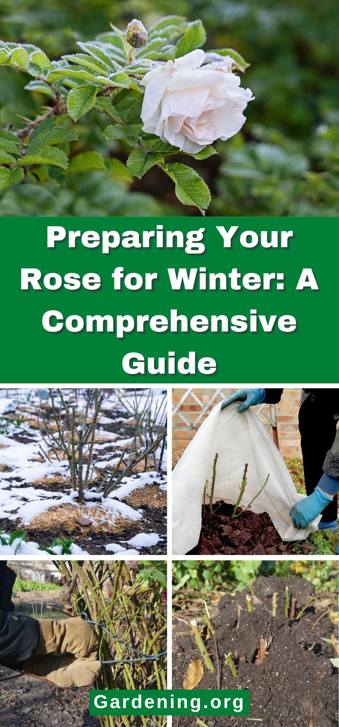 Preparing Roses for Winter: A Comprehensive Guide - Gardening