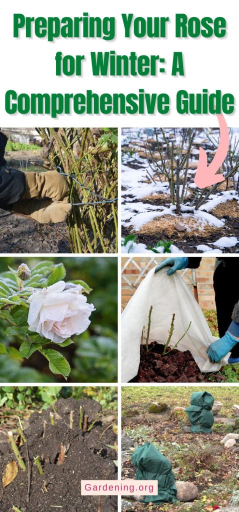 Preparing Your Rose for Winter: A Comprehensive Guide pinterest image.