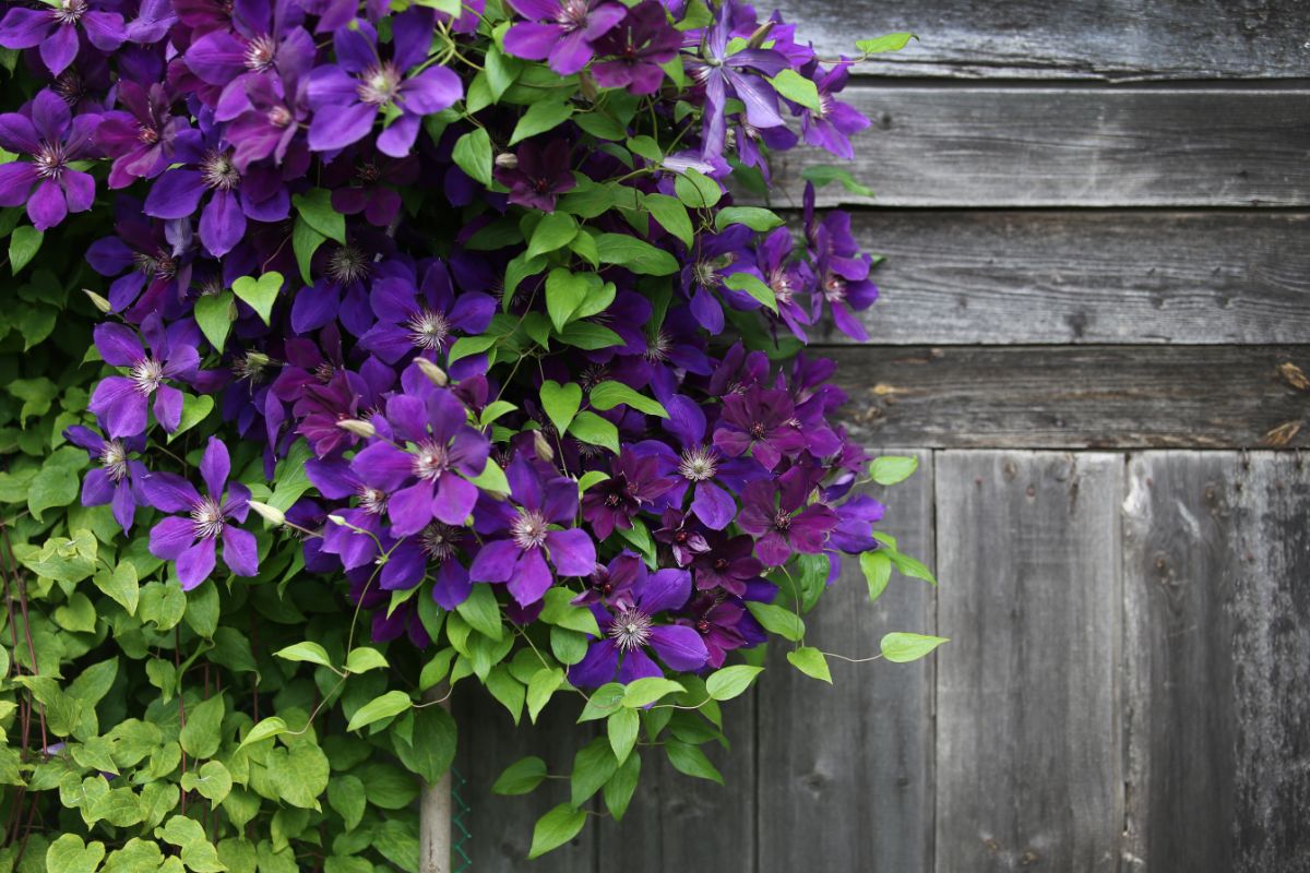 Clematis climbing on a wood fence