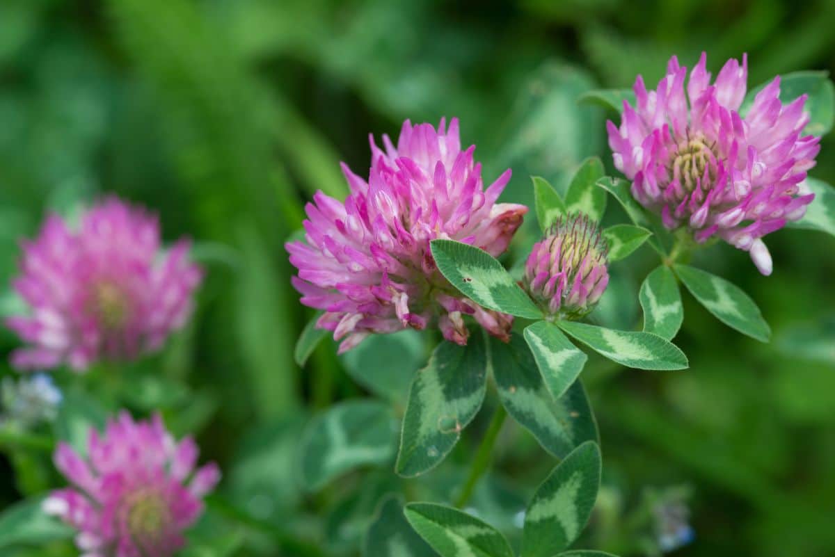 Purple flowered clover on a lawn