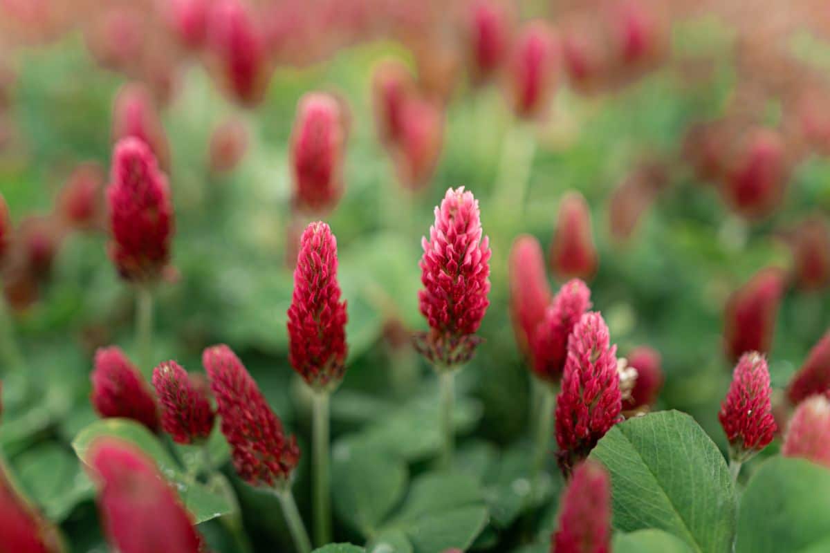 Red flowered clover on a lawn