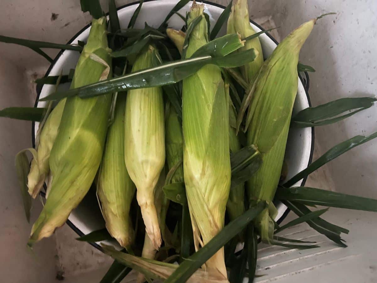 Ears of corn soaking in a basin