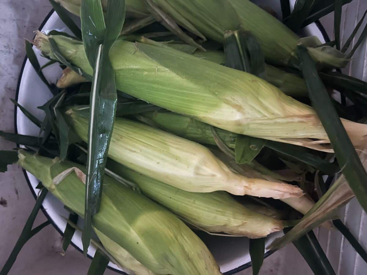 A basin of corn on the cob ready to cook on a flat top grill