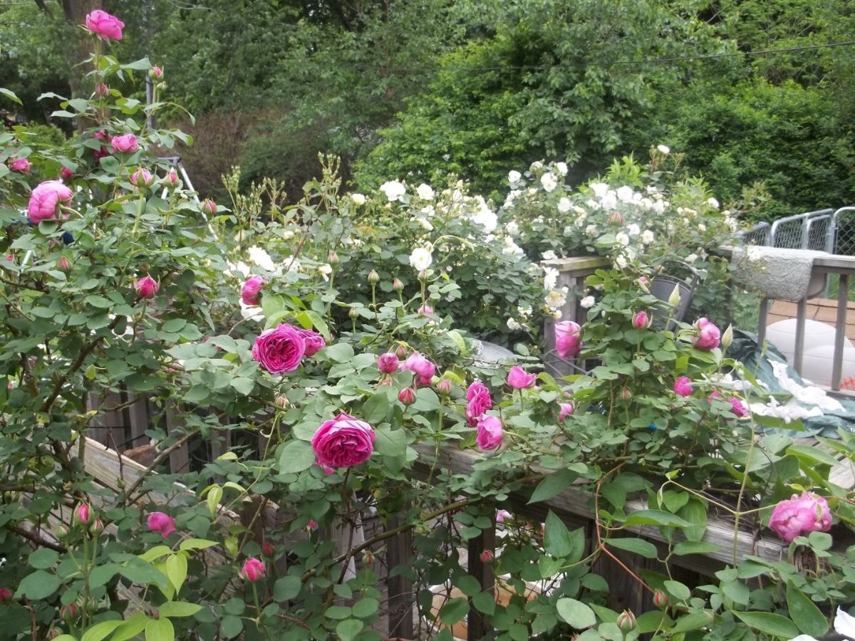 Large, healthy climbing roses
