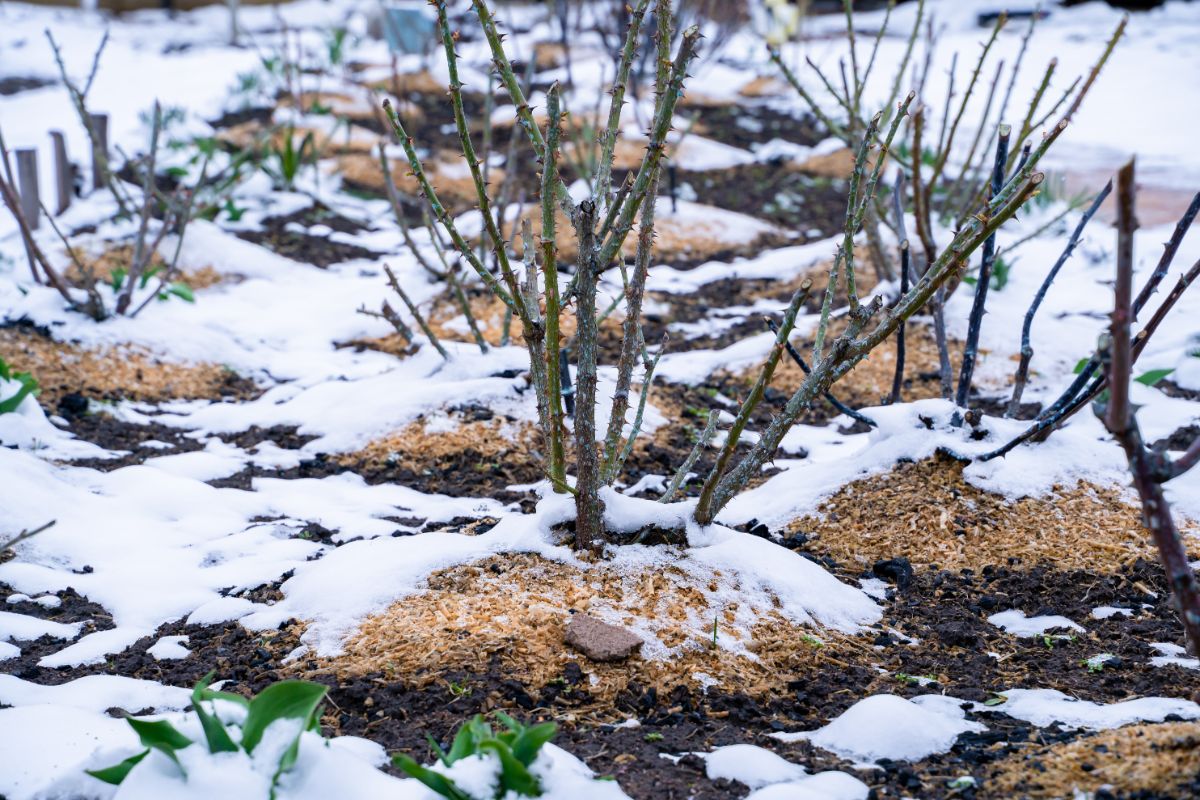 Roses mulched with sawdust after a light snowstorm